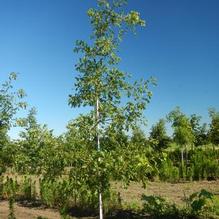 Quercus ellipsoidalis Quercus ellipsoidalis