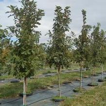 Quercus macrocarpa Quercus macrocarpa