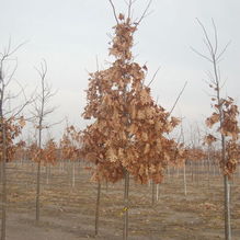 Quercus muehlenbergi Quercus muehlenbergi