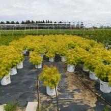 Sambucus racemosa 'Lemony Lace®' Sambucus racemosa 'Lemony Lace®'