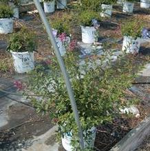 Syringa 'Penda' Syringa 'Penda'