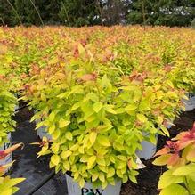 Spiraea japonica 'Tracy' Spiraea japonica 'Tracy'