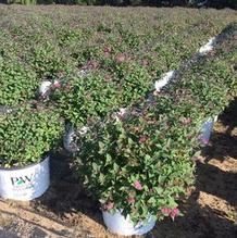Spiraea japonica 'Galen' Spiraea japonica 'Galen'