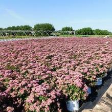 Spiraea japonica 'SMNSJMFP' Spiraea japonica 'SMNSJMFP'