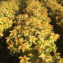 Spiraea japonica 'NCSX1' Spiraea japonica 'NCSX1'