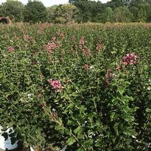 Syringa x 'SMSJBP7' Syringa x 'SMSJBP7'
