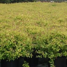 Spiraea bumalda 'Gold Mound' Spiraea bumalda 'Gold Mound'