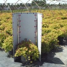Spiraea japonica 'Magic Carpet' Spiraea japonica 'Magic Carpet'
