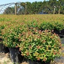 Spiraea bumalda 'Froebelii' Spiraea bumalda 'Froebelii'