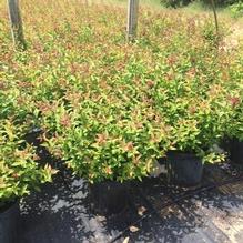 Spiraea bumalda 'Goldflame' Spiraea bumalda 'Goldflame'
