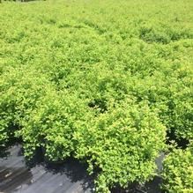 Spiraea japonica alpina 'Little Princess' Spiraea japonica alpina 'Little Princess'
