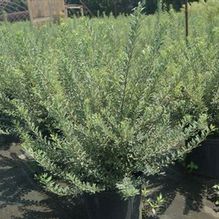 Spiraea nipponica 'Snowmound' Spiraea nipponica 'Snowmound'