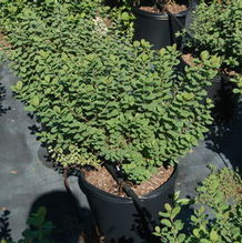 Spiraea betulifolia Spiraea betulifolia