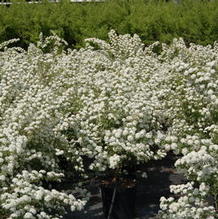 Spiraea vanhouttei Spiraea vanhouttei