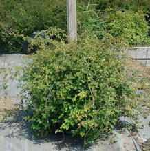 Stephanandra incisa 'Crispa' Stephanandra incisa 'Crispa'