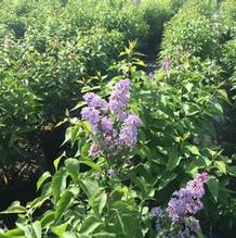 Syringa vulgaris Syringa vulgaris