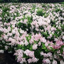 Syringa patula 'Miss Kim' Syringa patula 'Miss Kim'