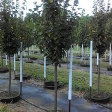Tilia cordata 'Greenspire' Tilia cordata 'Greenspire'