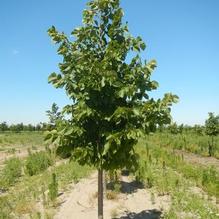 Tilia americana x euchlora 'Redmond' Tilia americana x euchlora 'Redmond'