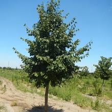 Tilia flavescens 'Glenleven' Tilia flavescens 'Glenleven'