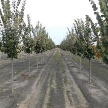Tilia tomentosa Tilia tomentosa
