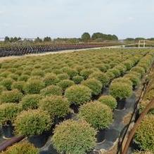 Thuja occidentalis 'Bobozam' Thuja occidentalis 'Bobozam'