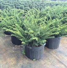 Taxus media 'Everlow' Taxus media 'Everlow'