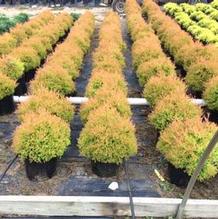 Thuja occidentalis 'Congabe' Thuja occidentalis 'Congabe'