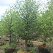 Taxodium distichum Taxodium distichum