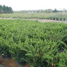 Taxus media 'Densiformis' Taxus media 'Densiformis'