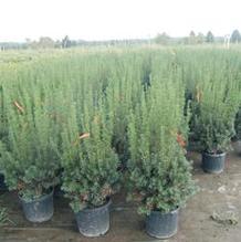 Taxus media 'Hicksii' Taxus media 'Hicksii'