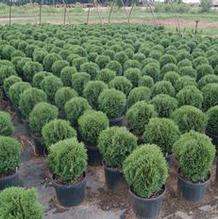 Thuja occidentalis 'Hetz Midget' Thuja occidentalis 'Hetz Midget'
