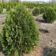 Thuja occidentalis 'Bailjohn' Thuja occidentalis 'Bailjohn'