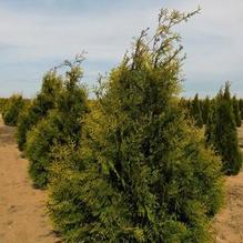 Thuja occidentalis 'Brabandt' Thuja occidentalis 'Brabandt'