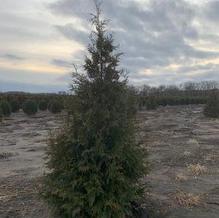 Thuja standishii x plicata 'Green Giant' Thuja standishii x plicata 'Green Giant'