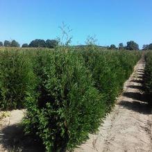Thuja occidentalis 'Techny' Thuja occidentalis 'Techny'