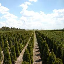 Thuja occidentalis 'Emerald (Smaragd)' Thuja occidentalis 'Emerald (Smaragd)'
