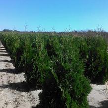 Thuja occidentalis 'Nigra' Thuja occidentalis 'Nigra'