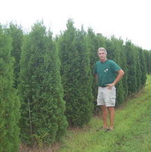 Thuja occidentalis 'Pyramidalis' Thuja occidentalis 'Pyramidalis'
