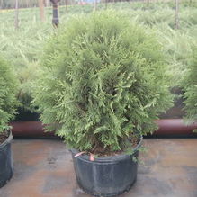 Thuja occidentalis 'Woodwardii' Thuja occidentalis 'Woodwardii'