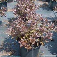Weigela florida 'Dark Horse' Weigela florida 'Dark Horse'