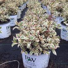 Weigela florida 'Verweig' Weigela florida 'Verweig'