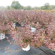 Weigela florida 'Bramwell' Weigela florida 'Bramwell'