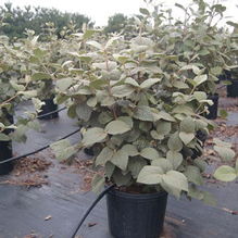 Viburnum carlesii Viburnum carlesii