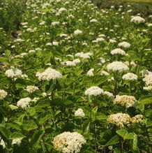 Viburnum dentatum Viburnum dentatum