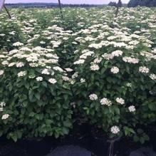 Viburnum dentatum 'Ralph Senior' Viburnum dentatum 'Ralph Senior'