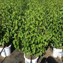Viburnum dentatum 'Christom' Viburnum dentatum 'Christom'