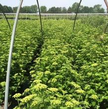 Viburnum dentatum 'Synnestvedt' Viburnum dentatum 'Synnestvedt'