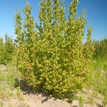 Viburnum prunifolium Viburnum prunifolium