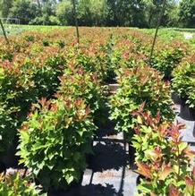 Viburnum trilobum 'Compacta' Viburnum trilobum 'Compacta'